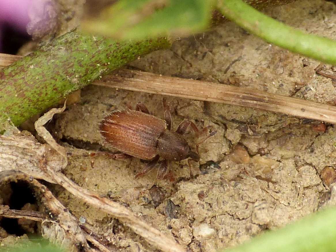 Piccolo curculionidae rossiccio